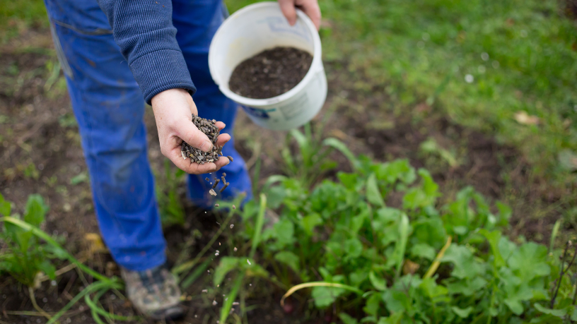 Descubra com Aldo Vendramin por que os biofertilizantes são aliados sustentáveis no cultivo de hortaliças.